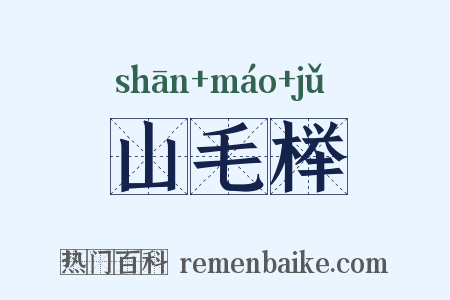 山毛榉是什么意思的图片